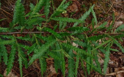 Comptonia peregrina-Sweet fern