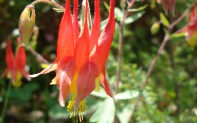 Aquilegia candensis-Wild columbine