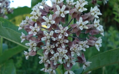 Asclepias syriaca-Common milkweed