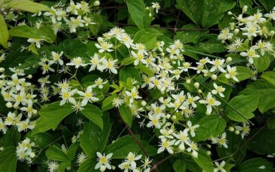 Clematis virginiana-Virgins bower