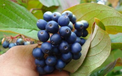 Cornus ammomum-Silky dogwood