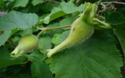 Corylus cornuta-Beaked hazlenut