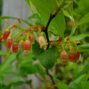 Gaylussacia baccata-Black huckleberry