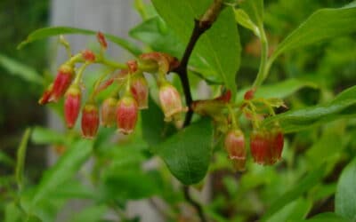 Gaylussacia baccata-Black huckleberry