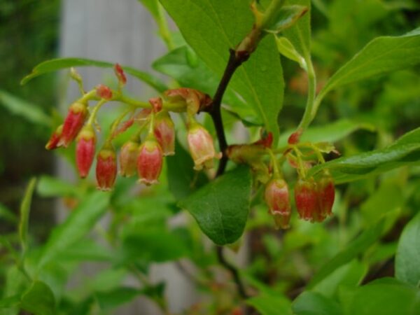 Gaylussacia baccata-Black huckleberry
