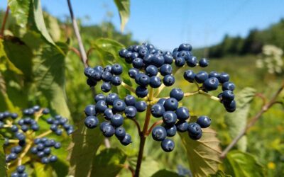 Viburnum dentatum-Arrowood