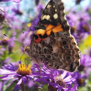 Painted lady butterfly on New England aster flower.