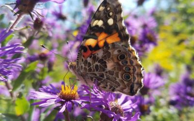 Symphyotrichum novae-angliae-New England aster