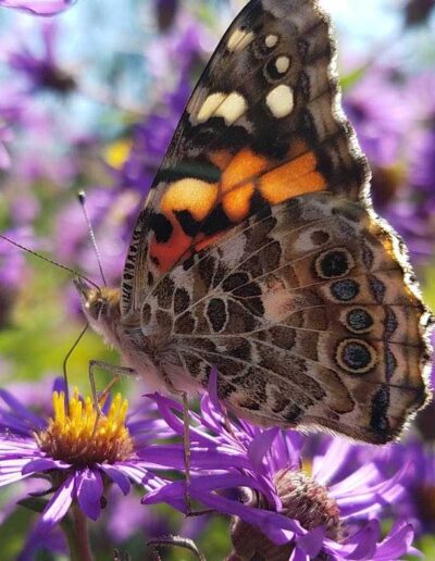 Painted lady butterfly on New England aster flower.