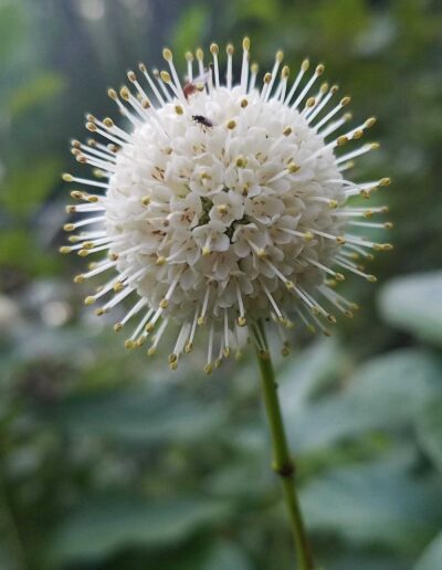 Buttonbush (Cephalanthus occidentalis) flower.
