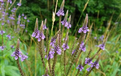 Verbena hastata-Blue vervain