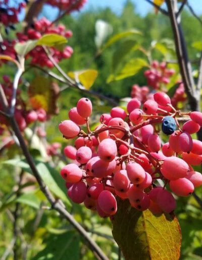 Wild raisin (Viburnum nudum var. cassinoides) in fruit.