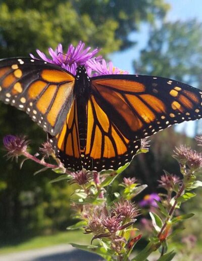 Monarch butterfly on New England aster (Symphyotrichum novae-angliae).