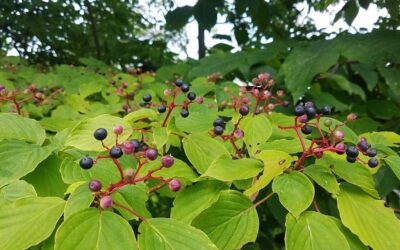 Cornus alternifolia-Pagoda dogwood