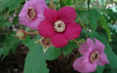 Rubus odoratus-Purple flowering raspberry