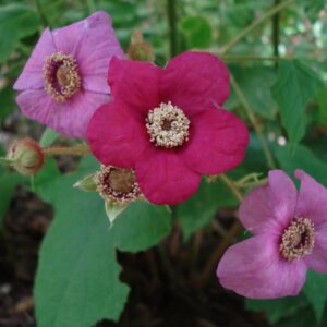 Rubus odoratus-Purple flowering raspberry