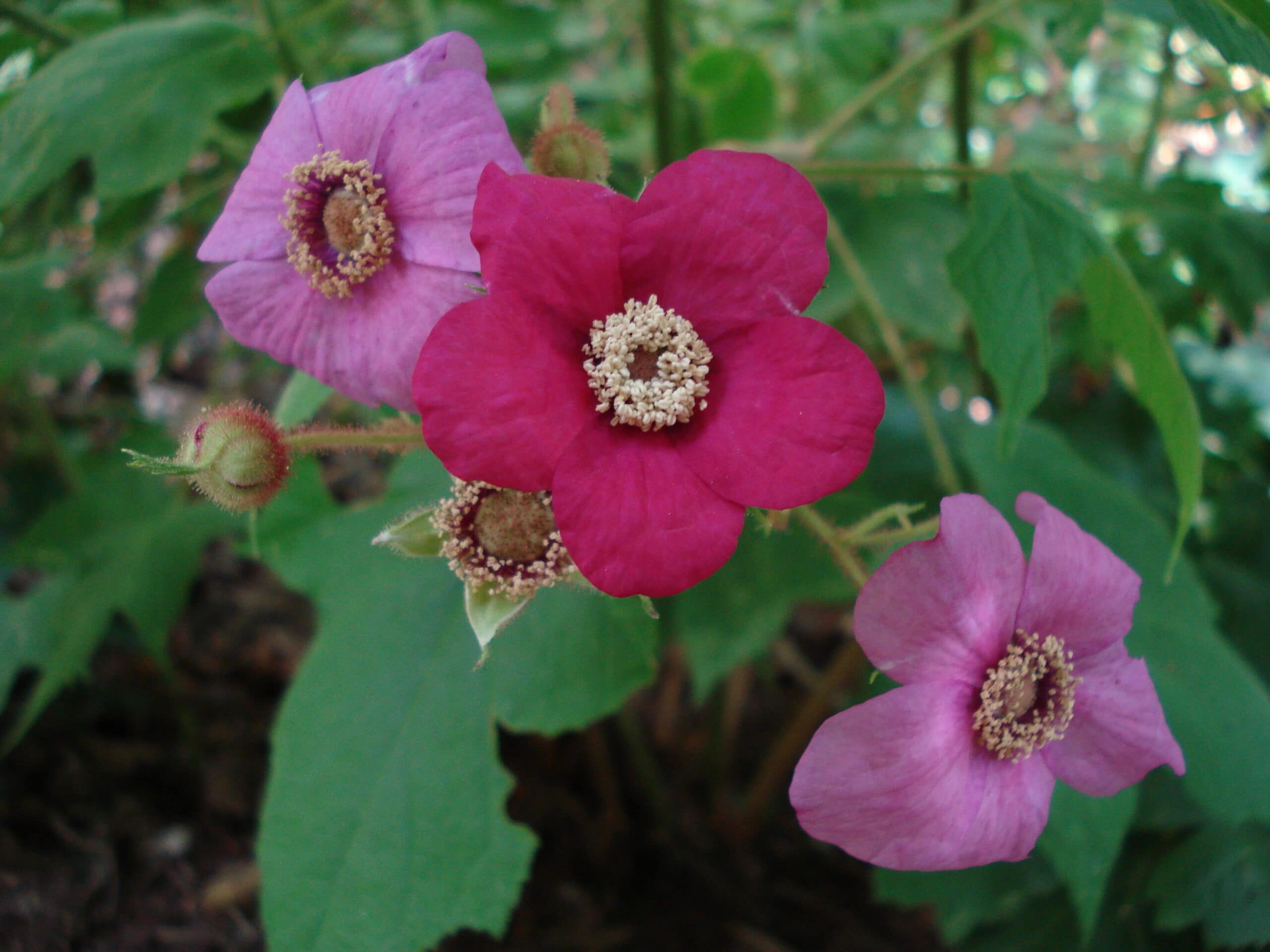 Rubus odoratus-Purple flowering raspberry