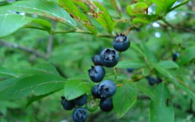 Vaccinium corymbosum-Highbush blueberry