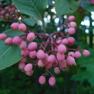 viburnum nudum var cassinoides red fruit