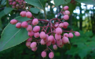 Viburnum cassinoides-Wild raisin