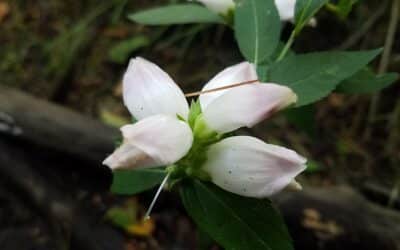 Chelone glabra-Turtle head