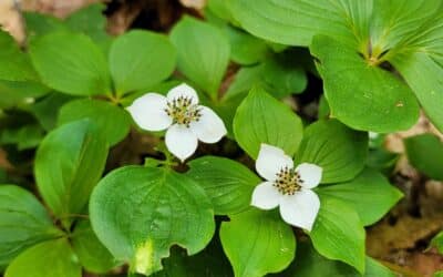 Cornus canadensis-Bunch berry