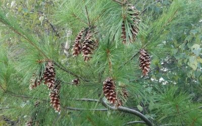 Pinus strobus- White pine