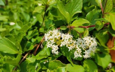 Cornus sericea-Red osier dogwood