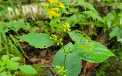 Solidago flexicaulis-Zig zag goldenrod