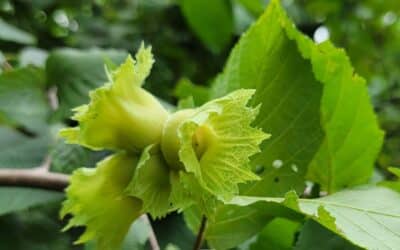 Corylus americana-American hazlenut