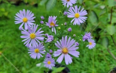 Symphyotrichum laevis-Smooth aster