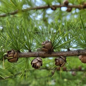 Larix laricina-Larch