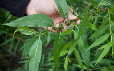 Salix nigra-Black Willow