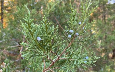 Juniperus virginiana-Eastern red cedar