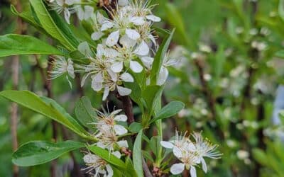 Prunus pumila-Sand cherry