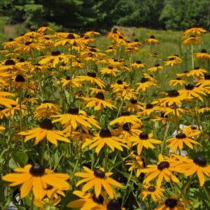 Rudbeckia fulgida-Orange coneflower