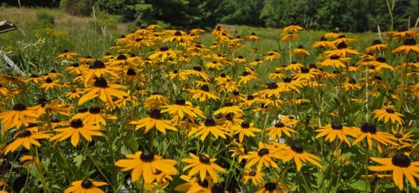 Rudbeckia fulgida-Orange coneflower