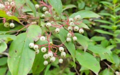 Cornus racemosa-Gray dogwood