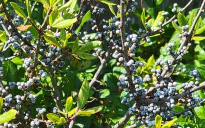 Myrica pensylvanicum-Waxberry