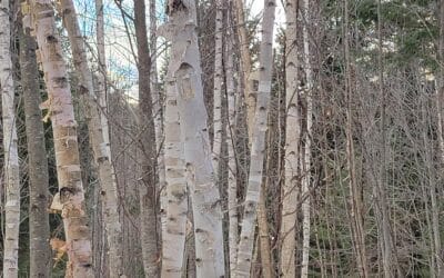 Betula papyrifera-Paper birch