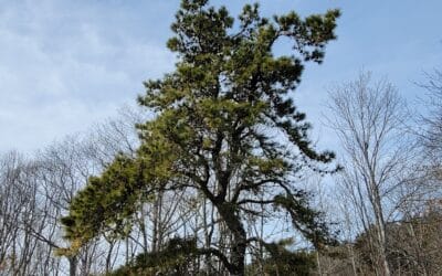 Pinus rigida-Pitch pine
