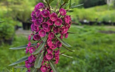 Kalmia angustifolia-Sheep laurel
