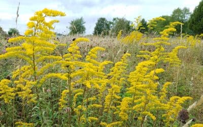Solidago nemoralis-Gray goldenrod