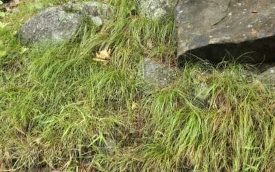 Carex pensylvanica-Pennsylvania sedge