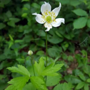 Anemone virginiana-Tall thimbleweed