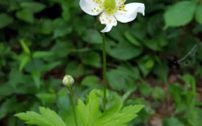 Anemone virginiana-Tall thimbleweed