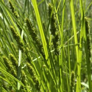 Carex vulpinoidea-Fox tail sedge