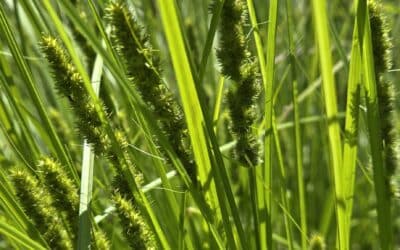 Carex vulpinoidea-Fox tail sedge