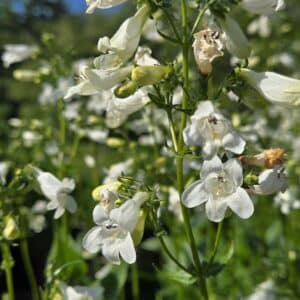 Penstemon digitalis-Foxglove Beardtongue