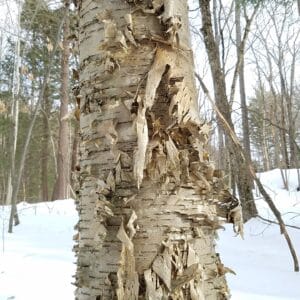 Betula alleghaniensis-Yellow birch